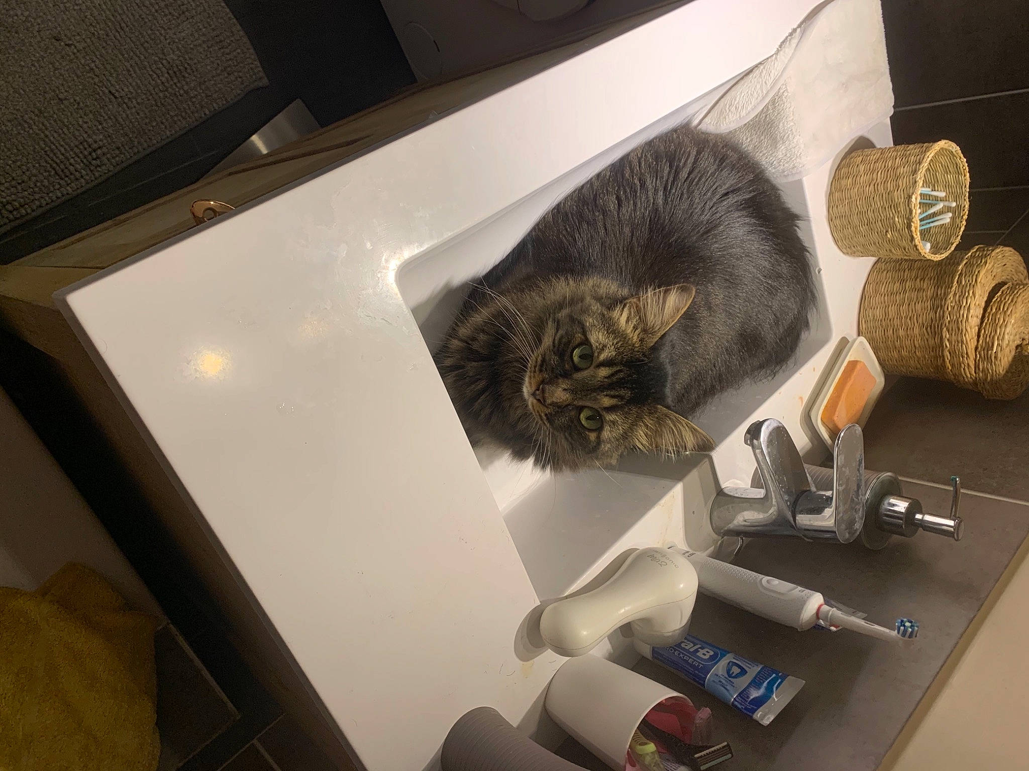 Naro a rejoint le concours — aidez-le/la à gagner de superbes lots ! box, cardboard, carnivore, carton, cat, felidae, office_supplies, packaging_and_labeling, paper, paper_product, pet_supply, shipping_box, small_to_medium_sized_cats, whiskers