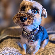 Buddy is registered to the contest to win money with this photo: animal, attention, bed, blanket, closeup, collar, cozy, cute, dog, eyes, fur, fur_texture, indoor, nose, pet, portrait, sitting, small_dog, tag, whiskers