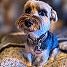 animal, attention, bed, blanket, closeup, collar, cozy, cute, dog, eyes, fur, fur_texture, indoor, nose, pet, portrait, sitting, small_dog, tag, whiskers