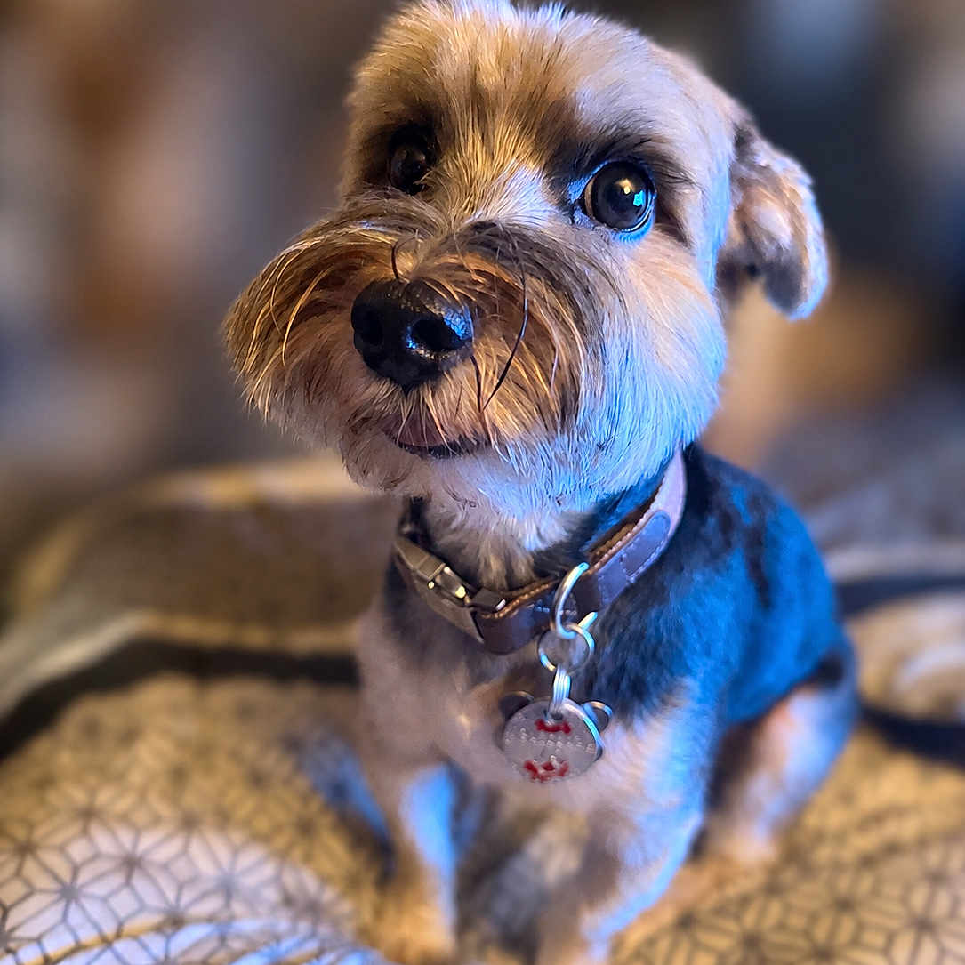 Buddy