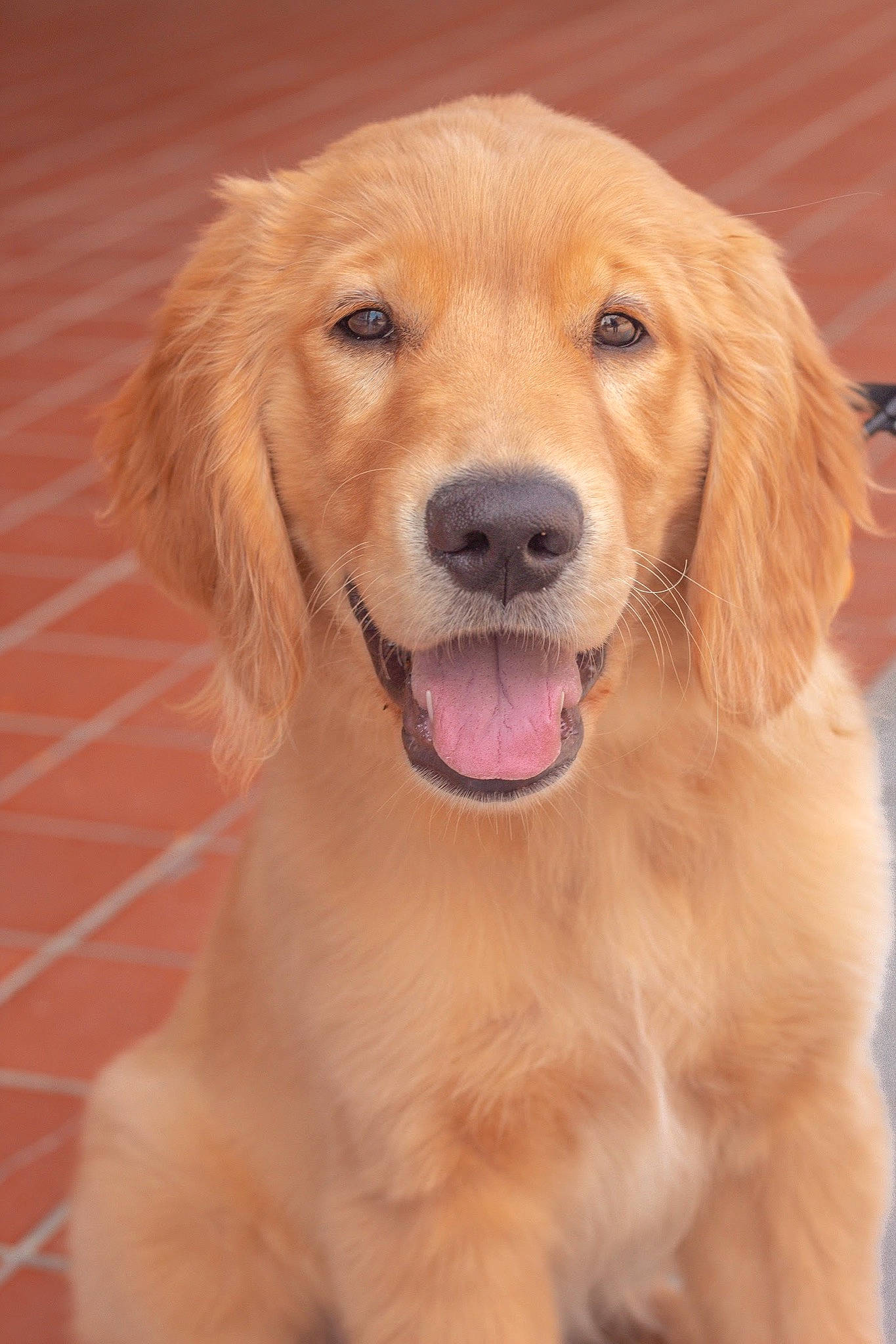 Griffin joined the competition — help win amazing prizes! canidae, carnivore, companion_dog, dog, dog_breed, event, fawn, fur, peach, snout, sporting_group, whiskers, working_animal