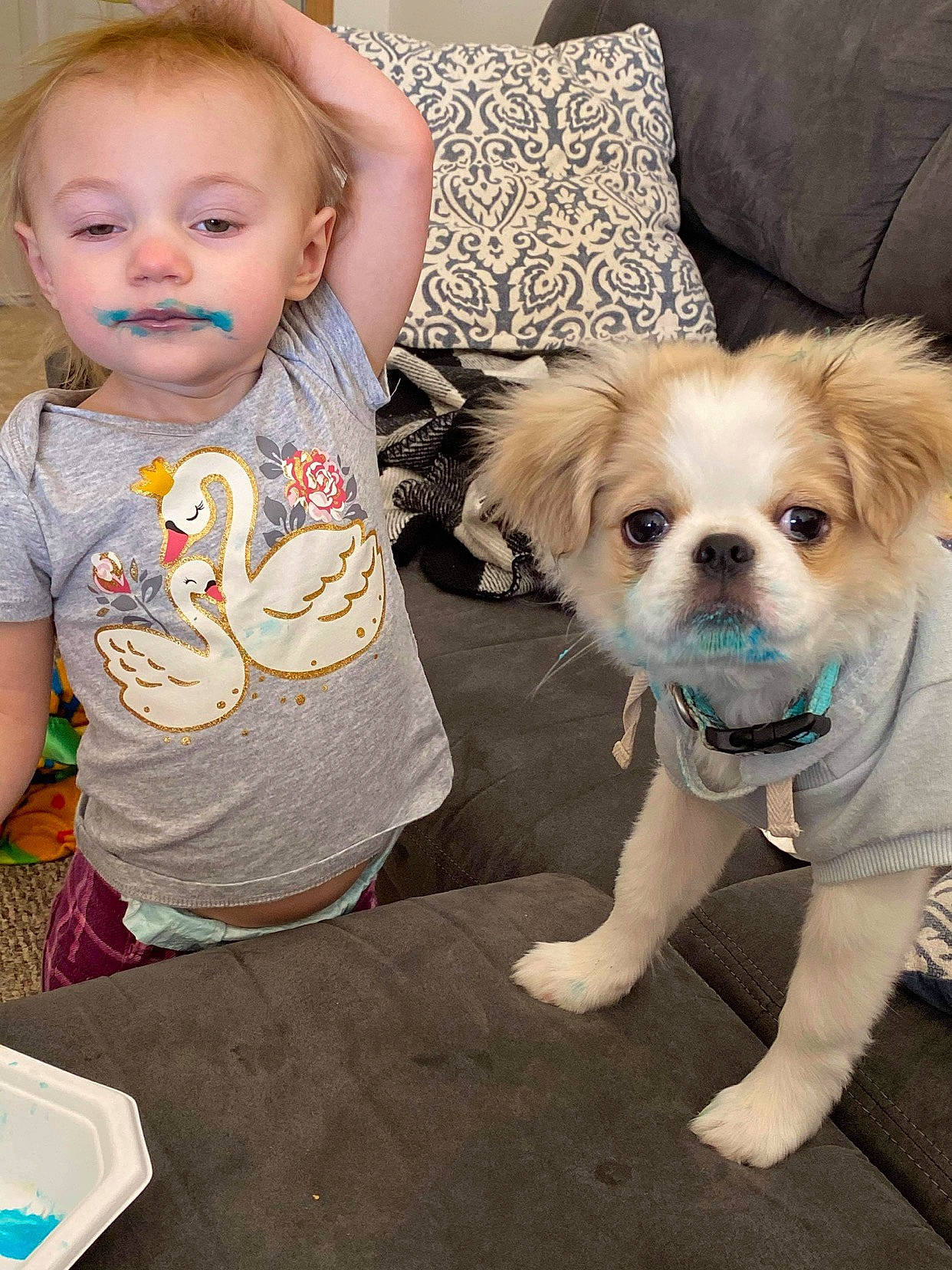 Cookie joined the competition — help win amazing prizes! baby_toddler_clothing, carnivore, child, clothing, companion_dog, couch, dog, dog_breed, dog_clothes, dog_supply, fawn, flooring, happy, head, skin, snout, t_shirt, toddler, toy_dog, working_animal