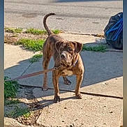 Zeus joined the competition — help win amazing prizes! dog, brindle, leash, sidewalk, street, trash_bag, outdoor, daylight, curious, alert, concrete, urban, pet, standing, shadow, grass, nature, canine, animal, walk