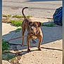 dog, brindle, leash, sidewalk, street, trash_bag, outdoor, daylight, curious, alert, concrete, urban, pet, standing, shadow, grass, nature, canine, animal, walk