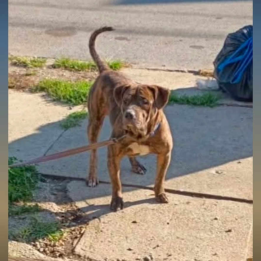 Zeus joined the competition — help win amazing prizes! alert, animal, brindle, canine, concrete, curious, daylight, dog, grass, leash, nature, outdoor, pet, shadow, sidewalk, standing, street, trash_bag, urban, walk