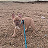 Al participe au concours pour gagner de l'argent avec cette photo : animal, beach, blue_eyes, clouds, cute, dog, french_bulldog, leash, nature, outdoor, pet, playful, puppy, sand, shore, sky, small_dog, walking, water, young_dog