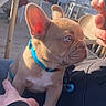 puppy, dog, french_bulldog, blue_collar, person, hand, phone, outdoor, cafe, table, chair, wood_floor, sunlight, daytime, blurred_background, pet, animal, cute, closeup, sitting