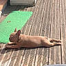 Al participe au concours pour gagner de l'argent avec cette photo : animal, backyard, brown_dog, canine, daylight, dog, ears, fence, flooring, garden, green_mat, outdoor, pet, potted_plants, relaxing, resting, shadow, side_view, sunlight, wooden_deck