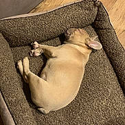 Al participe au concours pour gagner de l'argent avec cette photo : animal, brown, canine, comfort, cozy, cute, dog, dog_bed, floor, fur, household, indoor, pet, plush, quiet, relaxed, resting, sleeping, small_dog, wooden_floor