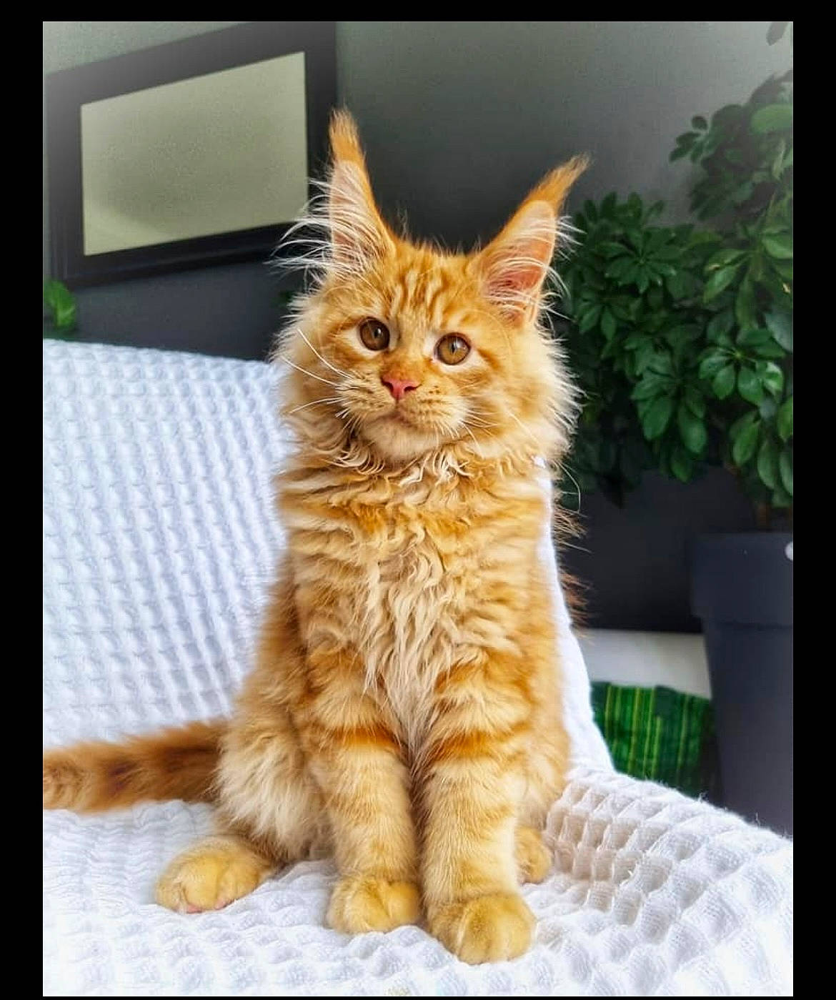 Brioche participe au concours pour gagner de l'argent avec cette photo : carnivore, cat, claw, comfort, domestic_short_haired_cat, fawn, felidae, fur, iris, paw, photo_caption, plant, rectangle, sitting, small_to_medium_sized_cats, snout, tail, terrestrial_animal, whiskers, wildlife