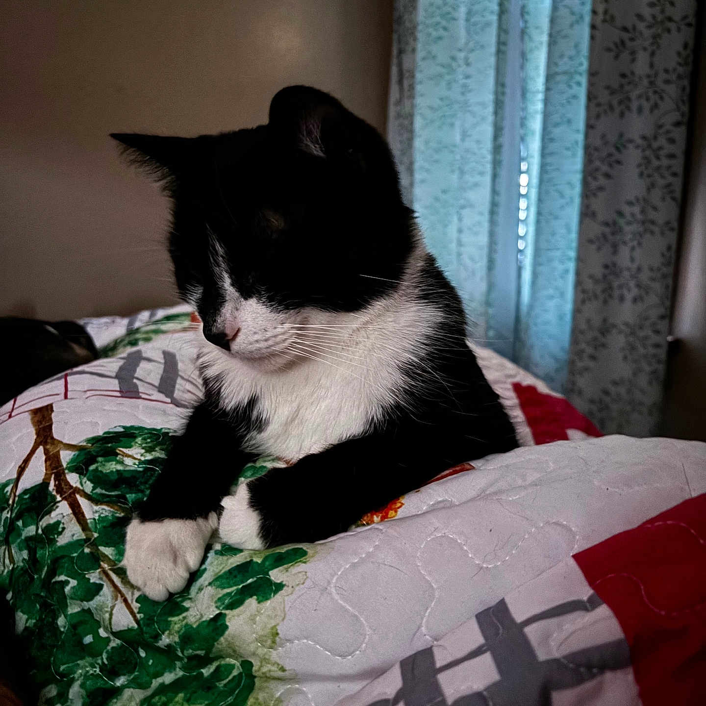 Luke Skywhisker is registered to the contest to win money with this photo: animal, bed, black_and_white, calm, cat, cozy, curtains, domestic, feline, framed_picture, fur, home, indoor, paws, pet, quiet, quilt, relaxed, resting, whiskers