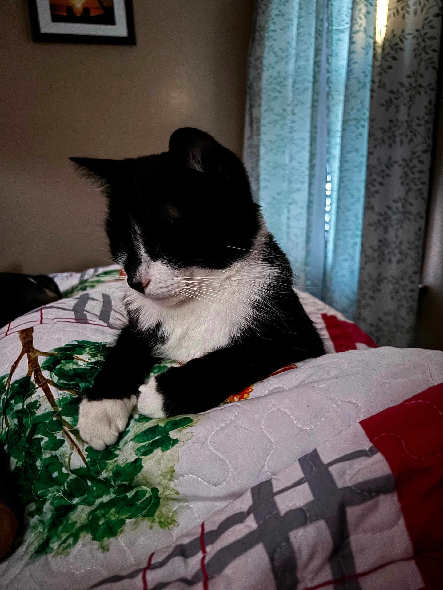 Luke Skywhisker is registered to the contest to win money with this photo: animal, bed, black_and_white, calm, cat, cozy, curtains, domestic, feline, framed_picture, fur, home, indoor, paws, pet, quiet, quilt, relaxed, resting, whiskers