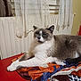 Romeo participe au concours pour gagner de l'argent avec cette photo : cat, feline, pet, animal, indoor, resting, blanket, colorful, cozy, fur, white, gray, table, curtains, radiator, window, relaxed, home, domestic, mammal