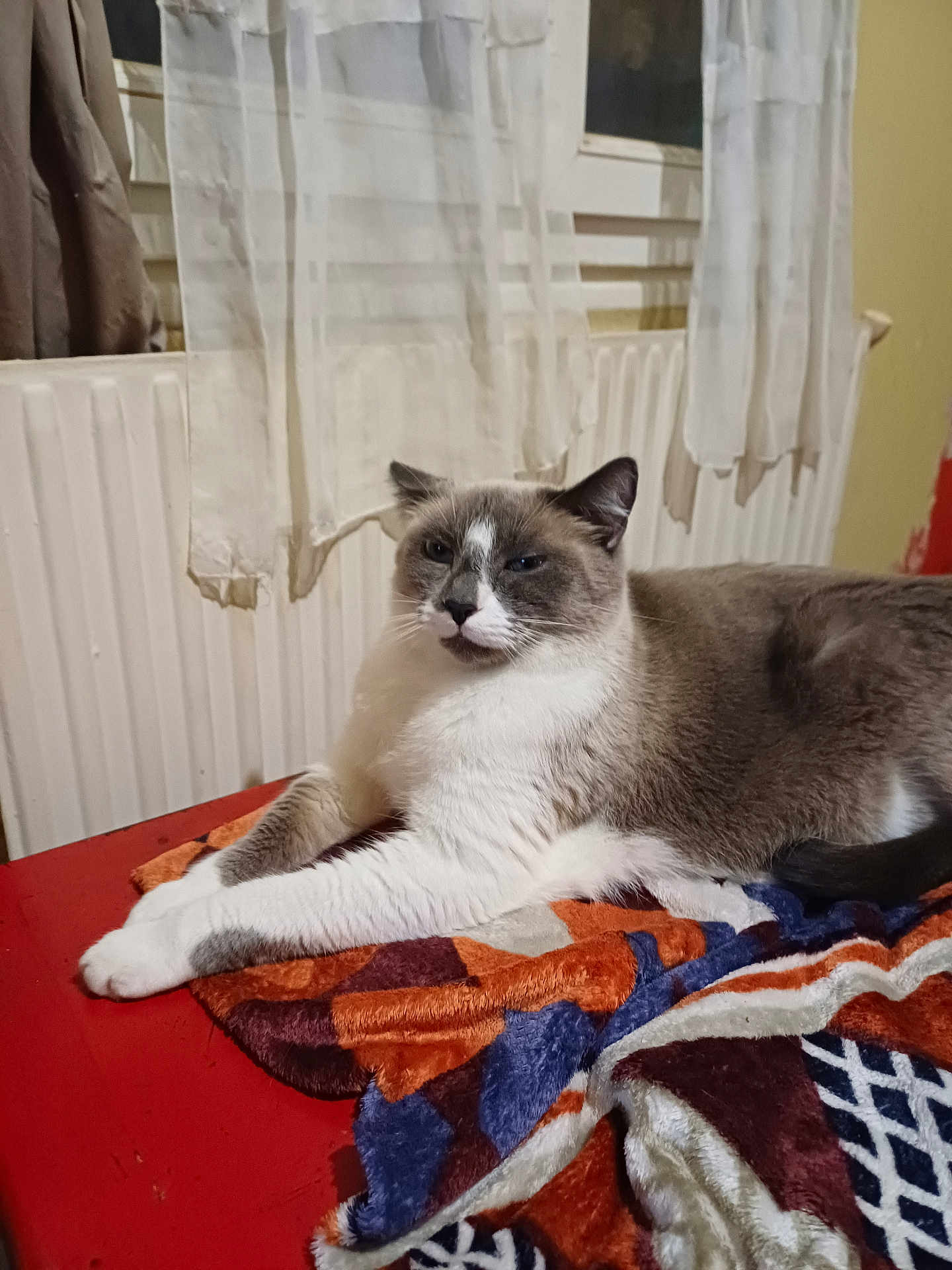 Romeo participe au concours pour gagner de l'argent avec cette photo : cat, feline, pet, animal, indoor, resting, blanket, colorful, cozy, fur, white, gray, table, curtains, radiator, window, relaxed, home, domestic, mammal