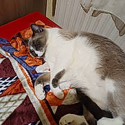 Romeo a rejoint le concours — aidez-le/la à gagner de superbes lots ! cat, sleeping, blanket, patterned_blanket, indoor, feline, resting, cozy, paw, fur, curtain, radiator, red_surface, white, gray, brown, cute, animal, pet, relaxation