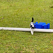Dottie is registered to the contest to win money with this photo: alone, animal, black_and_white, blue_object, cat, cute, daylight, exploring, field, fur, grass, greenery, mammal, nature, outdoor, pet, pipe, small, tail_up, walking