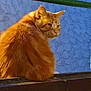 cat, orange_cat, fluffy, fur, animal, pet, outdoor, ledges, wall, blue_wall, texture, green_pipe, sunlight, shadow, curious, looking_back, close_up, background, nature, daylight
