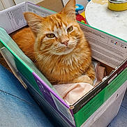 Suky participe au concours pour gagner de l'argent avec cette photo : cat, orange_tabby, box, cardboard, indoor, pet, feline, fur, whiskers, curious, comfort, soft_cloth, domestic_animal, closeup, sitting, relaxed, household, denim, floor, table