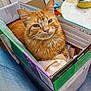 cat, orange_tabby, box, cardboard, indoor, pet, feline, fur, whiskers, curious, comfort, soft_cloth, domestic_animal, closeup, sitting, relaxed, household, denim, floor, table