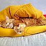 animal, blanket, cat, comfort, cozy, cute, domestic_cat, feline, fur, indoor, nap, orange_tabby, paw, pet, relaxation, resting, sleeping, soft_texture, whiskers, yellow_blanket