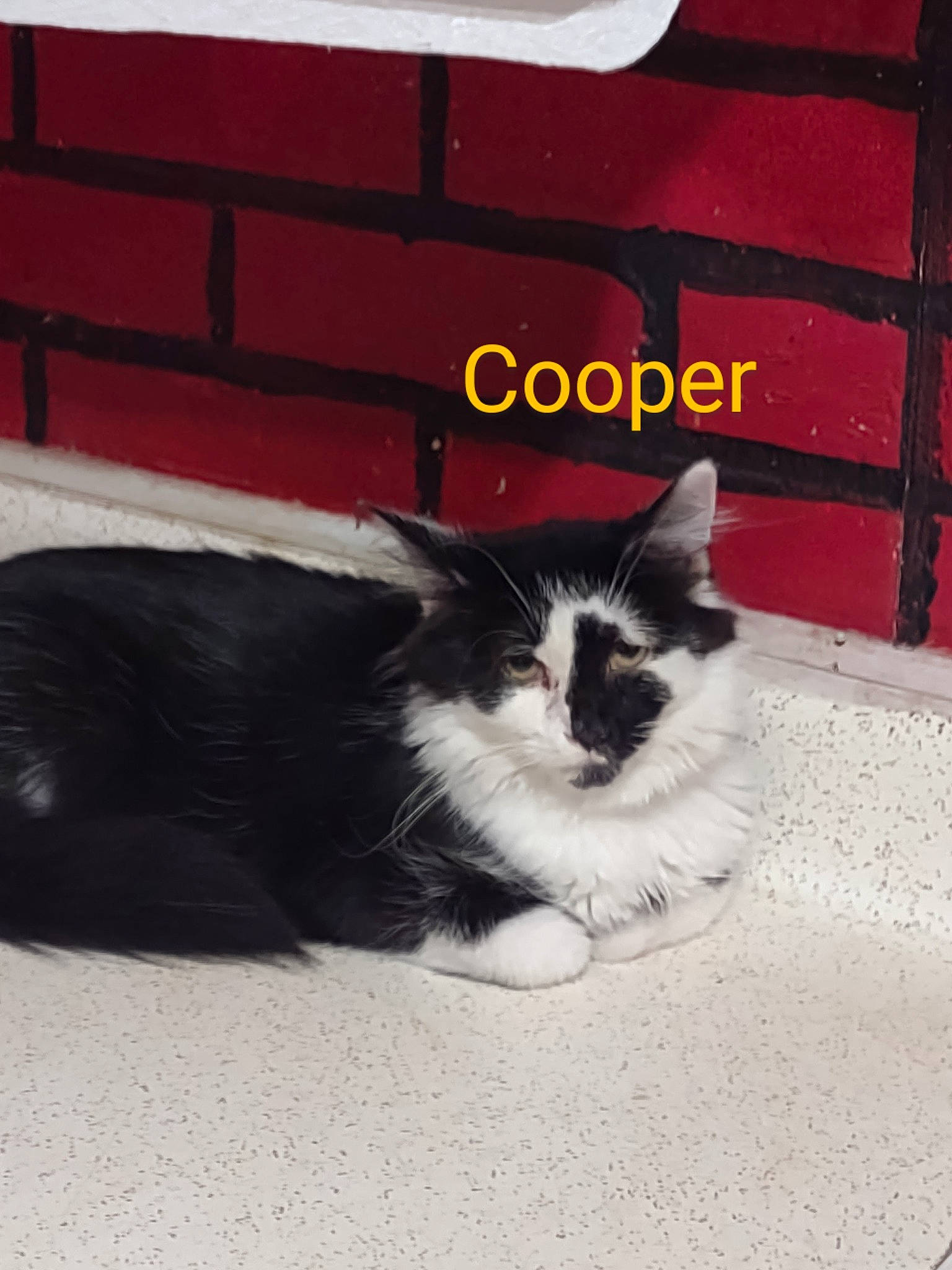 Cooper is registered to the contest to win money with this photo: asphalt, automotive_tire, carnivore, cat, comfort, domestic_short_haired_cat, felidae, flooring, font, fur, monochrome_photography, paw, rectangle, road_surface, sand, sitting, small_to_medium_sized_cats, snout, tail, whiskers