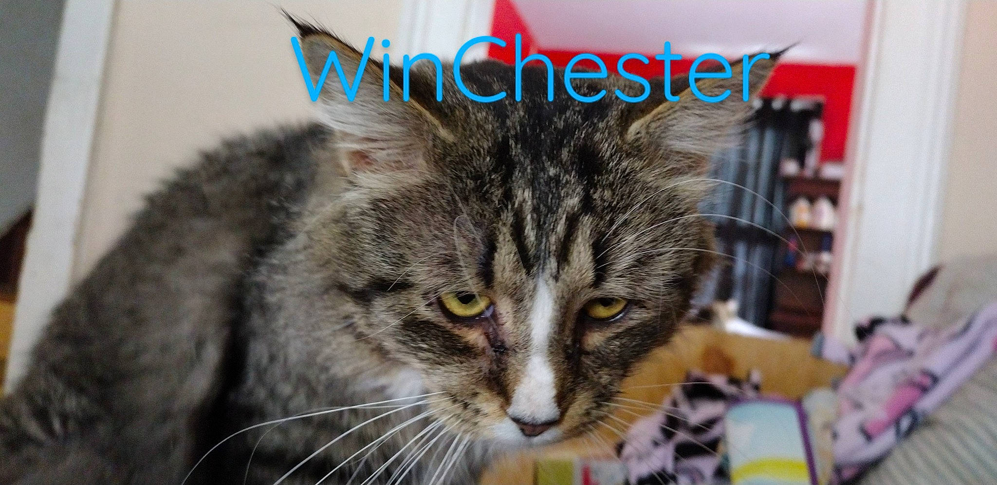Winchester is registered to the contest to win money with this photo: carnivore, cat, domestic_short_haired_cat, felidae, fur, paw, publication, small_to_medium_sized_cats, snout, whiskers