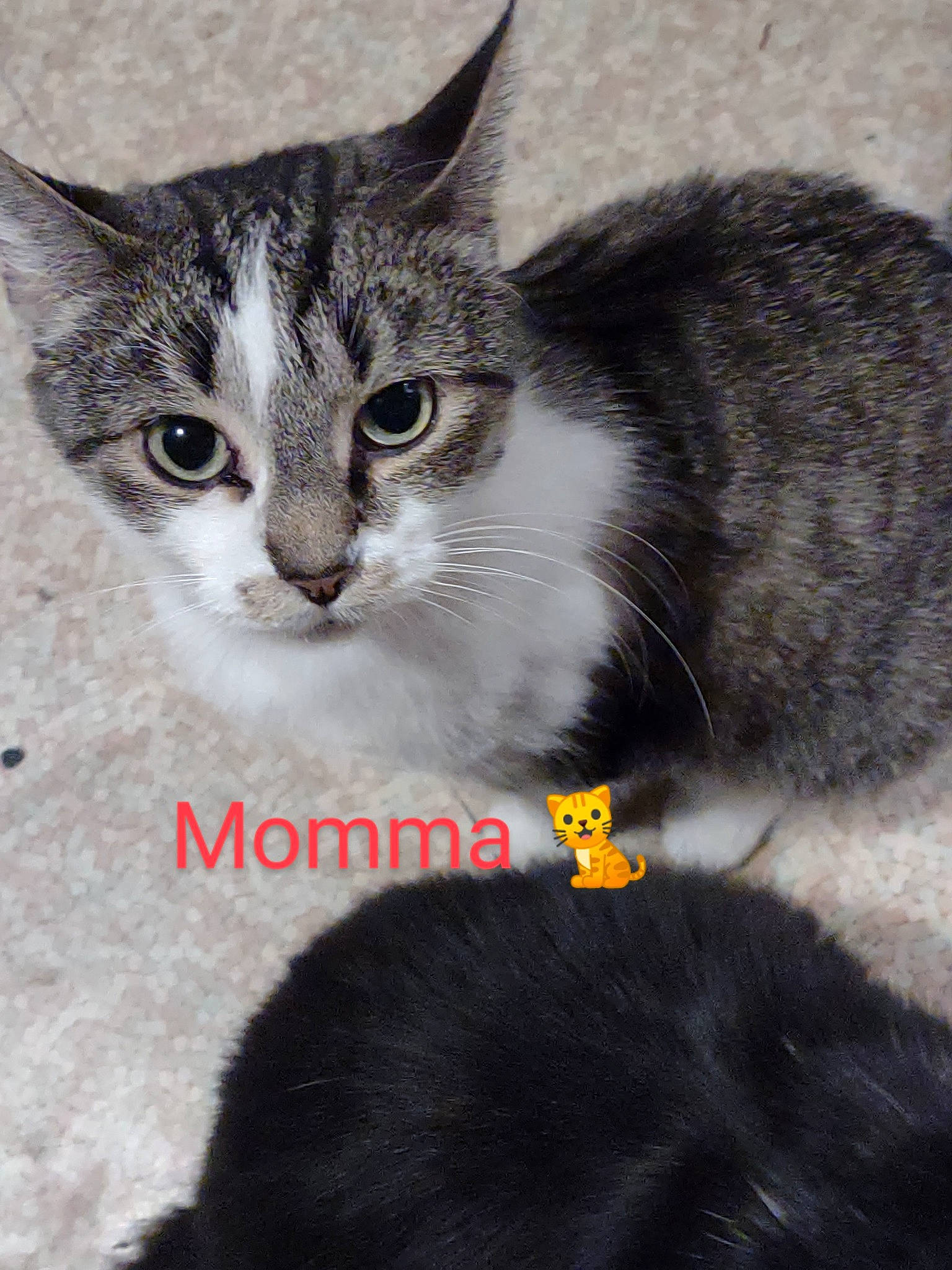 Momma Kitty