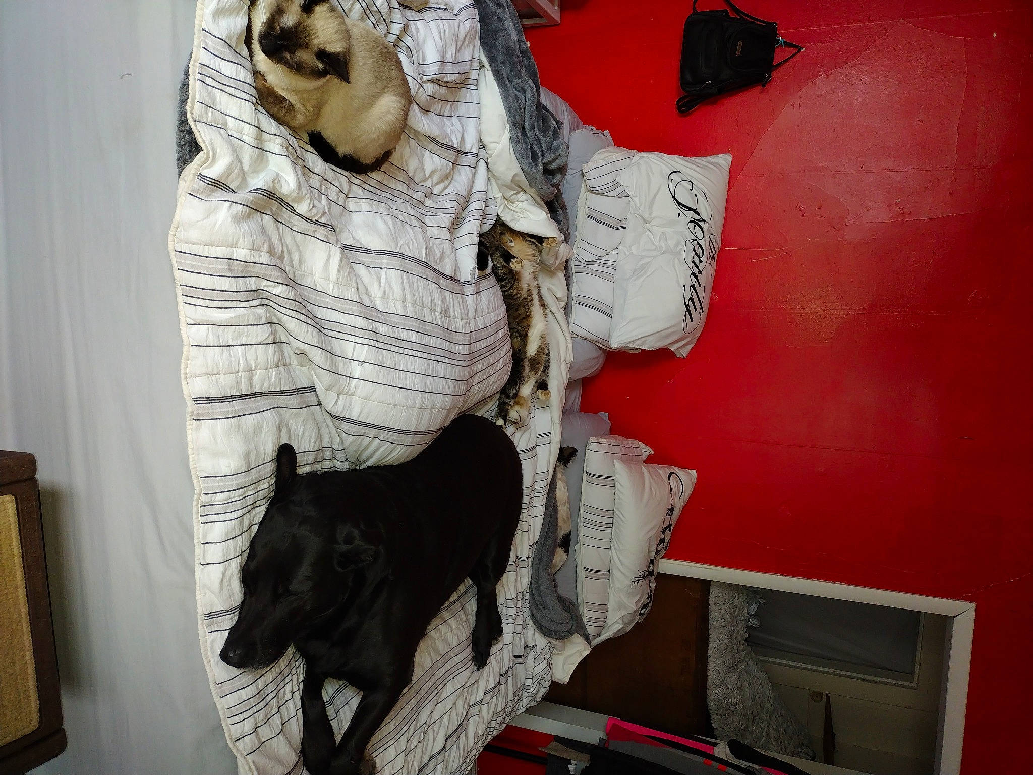 Henry is registered to the contest to win money with this photo: art, carmine, companion_dog, curtain, dog, dog_breed, dress, felidae, fur, grey, guard_dog, mammal, room, sleeve, small_to_medium_sized_cats, t_shirt, tail, visual_arts, wood, working_animal