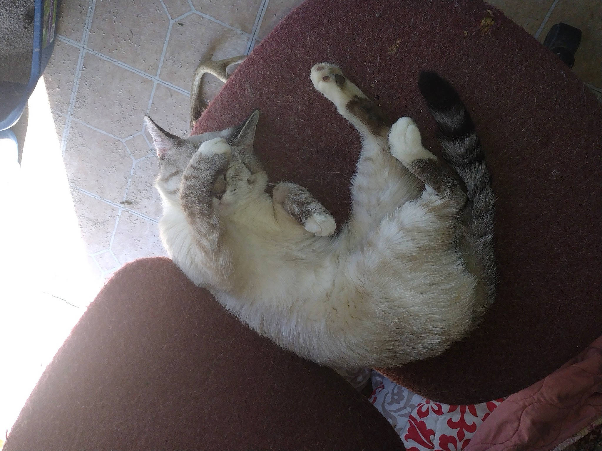 Henry joined the competition — help win amazing prizes! balinese, carnivore, cat, claw, comfort, dog_breed, domestic_short_haired_cat, fawn, felidae, fur, nap, paw, small_to_medium_sized_cats, snout, sporting_group, tail, thai, whiskers