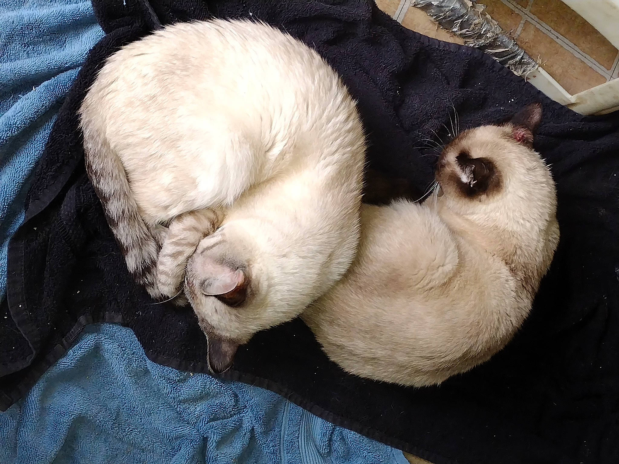 Henry is registered to the contest to win money with this photo: canidae, carnivore, cat, cat_bed, cat_supply, claw, comfort, companion_dog, dog_breed, fawn, felidae, fur, nap, paw, small_to_medium_sized_cats, snout, sporting_group, tail, terrestrial_animal, whiskers