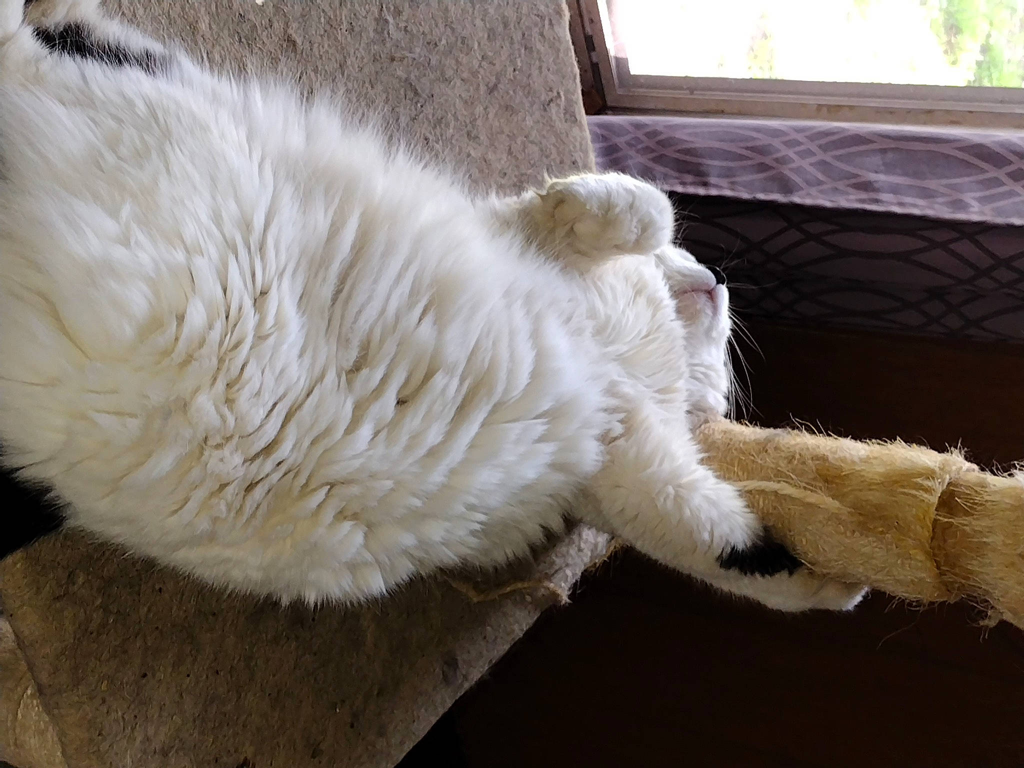 Henry joined the competition — help win amazing prizes! canidae, carnivore, cat, claw, comfort, companion_dog, dog_breed, fawn, felidae, foot, fur, nap, natural_material, paw, small_to_medium_sized_cats, sporting_group, tail, terrestrial_animal, whiskers, wood