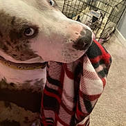Tyeson joined the competition — help win amazing prizes! dog, blue_eyes, blanket, plaid, indoor, carpet, crate, pet, animal, close_up, fur, snout, collar, domestic, canine, curious, household, background, floor, holding