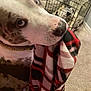 dog, blue_eyes, blanket, plaid, indoor, carpet, crate, pet, animal, close_up, fur, snout, collar, domestic, canine, curious, household, background, floor, holding