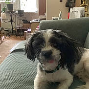 Teddy is registered to the contest to win money with this photo: dog, black_and_white, tongue_out, couch, indoor, living_room, pet, furniture, plant, window, collar, carpet, table, decor, relaxed, cute, animal, canine, home, resting