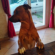 Thor participe au concours pour gagner de l'argent avec cette photo : dog, brown_dog, indoor, table, paws, curtains, window, glass_door, car, outdoor, tree, tile_floor, looking_away, pet, domestic_animal, house, daylight, furniture, canine, animal