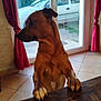 dog, brown_dog, indoor, table, paws, curtains, window, glass_door, car, outdoor, tree, tile_floor, looking_away, pet, domestic_animal, house, daylight, furniture, canine, animal