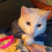 Mitty is registered to the contest to win money with this photo: animal, bandana, blanket, blue_bandana, cat, close_up, cozy, curious, cute, domestic_cat, feline, floral_blanket, indoor, paws, pet, pink_strap, resting, soft_lighting, whiskers, white_cat
