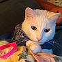 animal, bandana, blanket, blue_bandana, cat, close_up, cozy, curious, cute, domestic_cat, feline, floral_blanket, indoor, paws, pet, pink_strap, resting, soft_lighting, whiskers, white_cat