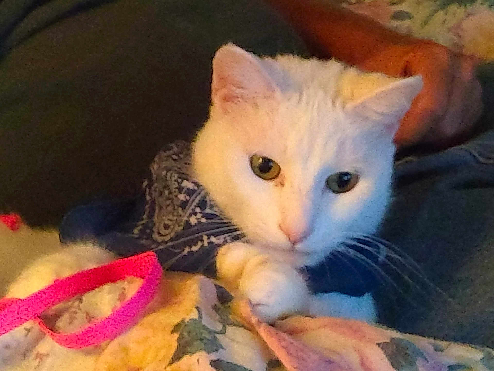 Mitty