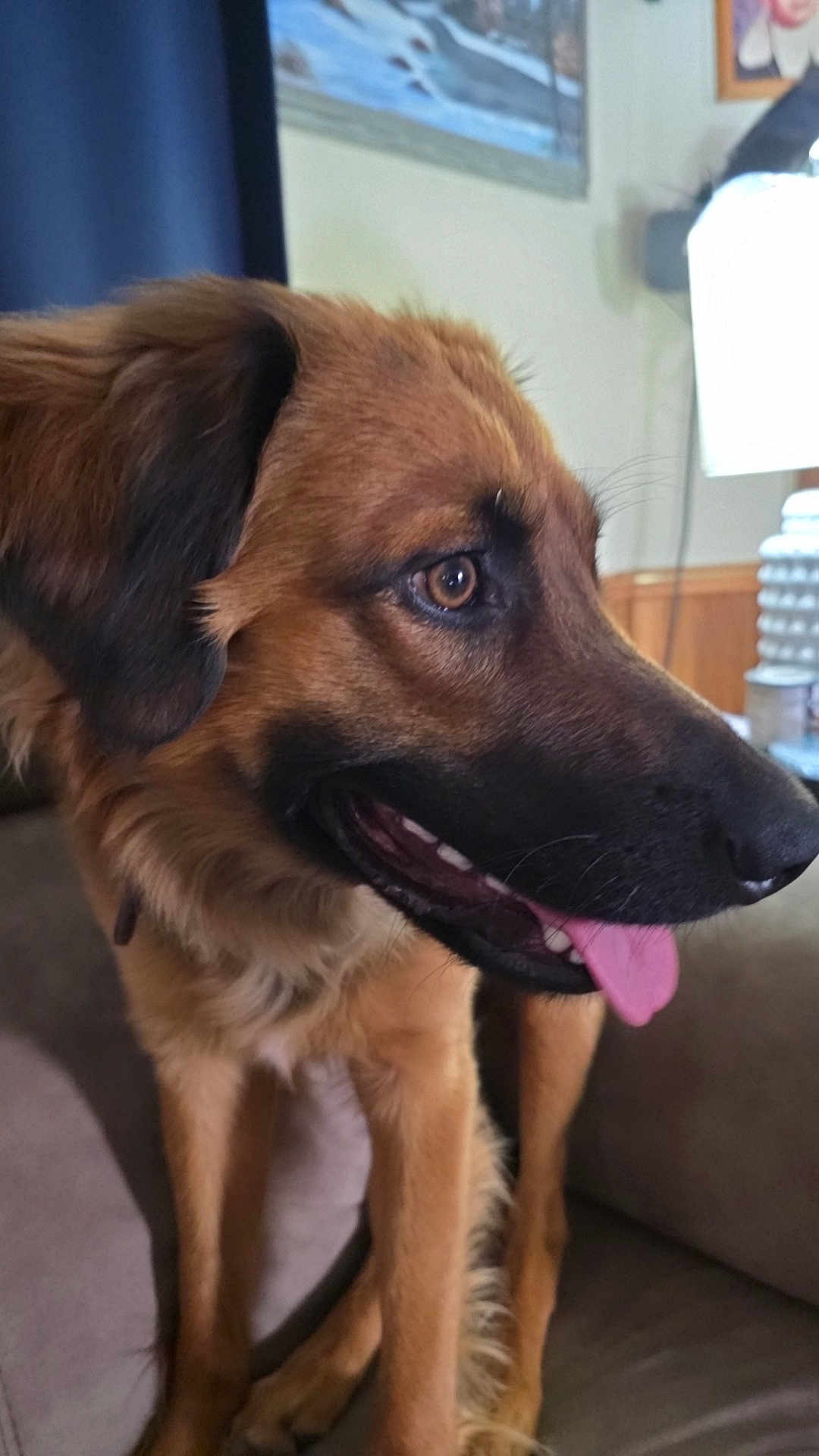 Maverick joined the competition — help win amazing prizes! dog, brown, black, tongue, sitting, couch, indoor, lamp, fur, pet, canine, portrait, happy, looking, side_view, ears, snout, closeup, domestic, animal