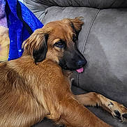 Maverick is registered to the contest to win money with this photo: dog, brown_dog, couch, blanket, indoor, pet, canine, fur, tongue_out, relaxed, animal, cozy, furniture, ears, paw, snout, laying_down, cute, companion, household