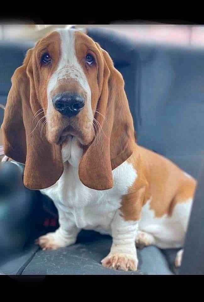 Billie a rejoint le concours — aidez-le/la à gagner de superbes lots ! basset_hound, canidae, carnivore, companion_dog, dog, dog_breed, fawn, hound, hunting_dog, liver, natural_material, scent_hound, snout, sporting_group, terrestrial_animal, toy, working_animal