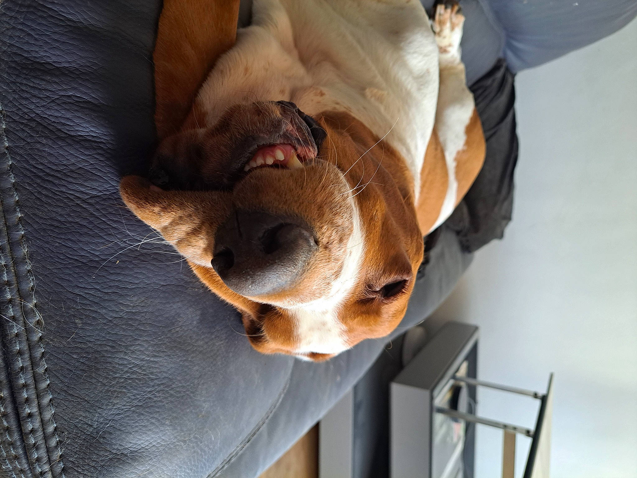 Billie a rejoint le concours — aidez-le/la à gagner de superbes lots ! canidae, carnivore, comfort, companion_dog, couch, dog, dog_breed, ear, fawn, felidae, fur, human_leg, knee, snout, sporting_group, terrestrial_animal, whiskers, wood, working_animal, wrinkle