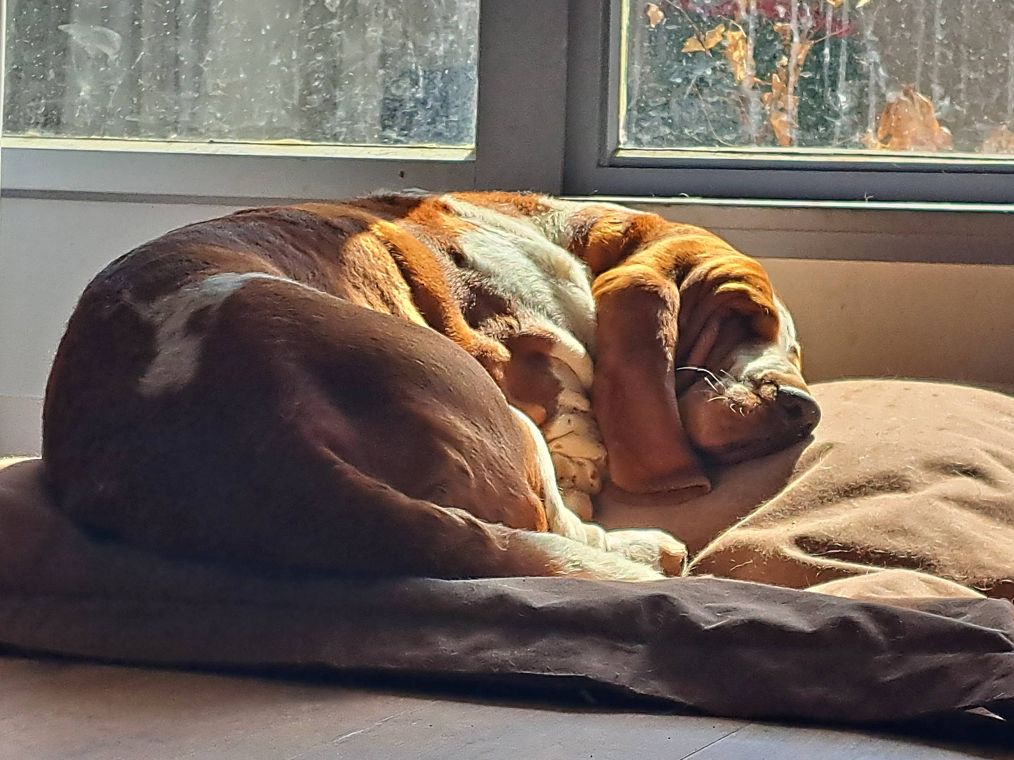 Billie participe au concours pour gagner de l'argent avec cette photo : bedding, brown, carnivore, comfort, companion_dog, dog, dog_breed, fawn, felidae, flooring, hardwood, house, linens, liver, picture_frame, snout, sporting_group, tints_and_shades, window, wood