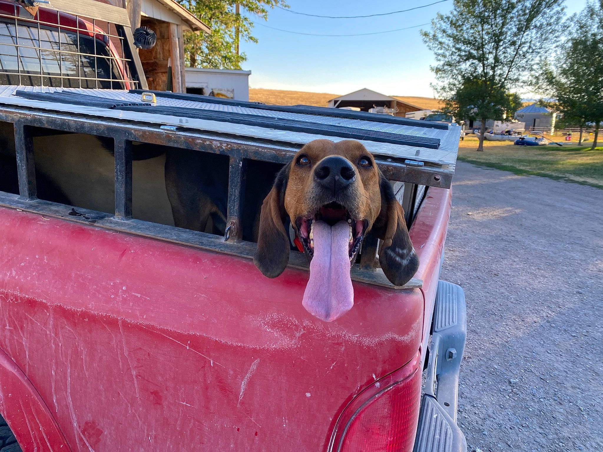 Sitka joined the competition — help win amazing prizes! automotive_exterior, automotive_lighting, bumper, car, carnivore, dog, dog_breed, fawn, fender, hood, leisure, mode_of_transport, motor_vehicle, plant, sky, snout, tree, vehicle, vehicle_door, working_animal