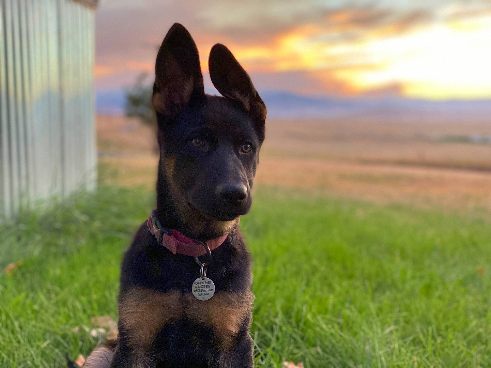 Sable joined the competition — help win amazing prizes! canidae, carnivore, cloud, collar, companion_dog, curtain, dog, dog_breed, dog_collar, fawn, grass, grassland, guard_dog, liver, sky, snout, sporting_group, whiskers, working_animal, working_dog