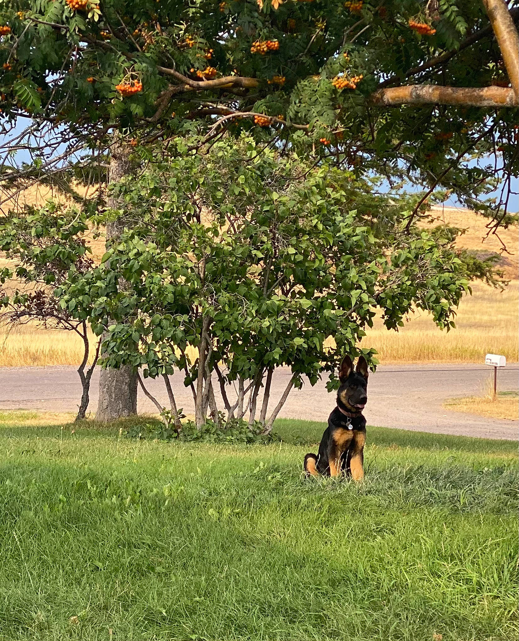 Sable is registered to the contest to win money with this photo: branch, deciduous, dog, field, grass, grassland, landscape, leisure, natural_landscape, pasture, people_in_nature, plant, shade, sunlight, tints_and_shades, tree, trunk, twig, wildlife, woody_plant