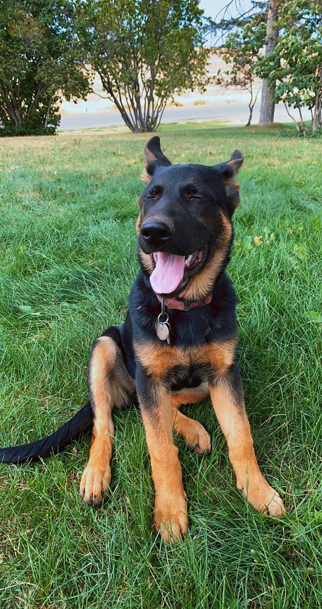 Sable joined the competition — help win amazing prizes! carnivore, collar, companion_dog, dog, dog_breed, dog_collar, grass, guard_dog, herding_dog, hunting_dog, paw, plant, rottweiler, sporting_group, tail, tree, working_animal, working_dog