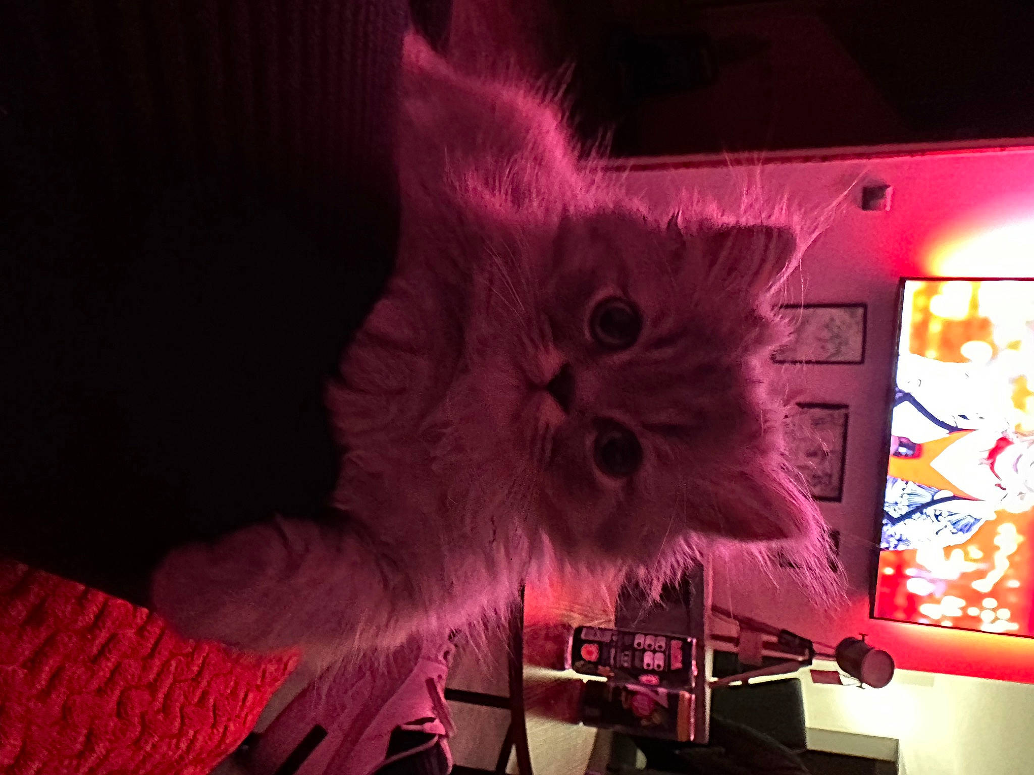 Tayc participe au concours pour gagner de l'argent avec cette photo : animation, art, carnivore, cat, darkness, entertainment, event, felidae, font, fur, graphics, light, lighting, magenta, pink, purple, small_to_medium_sized_cats, tail, visual_arts, whiskers