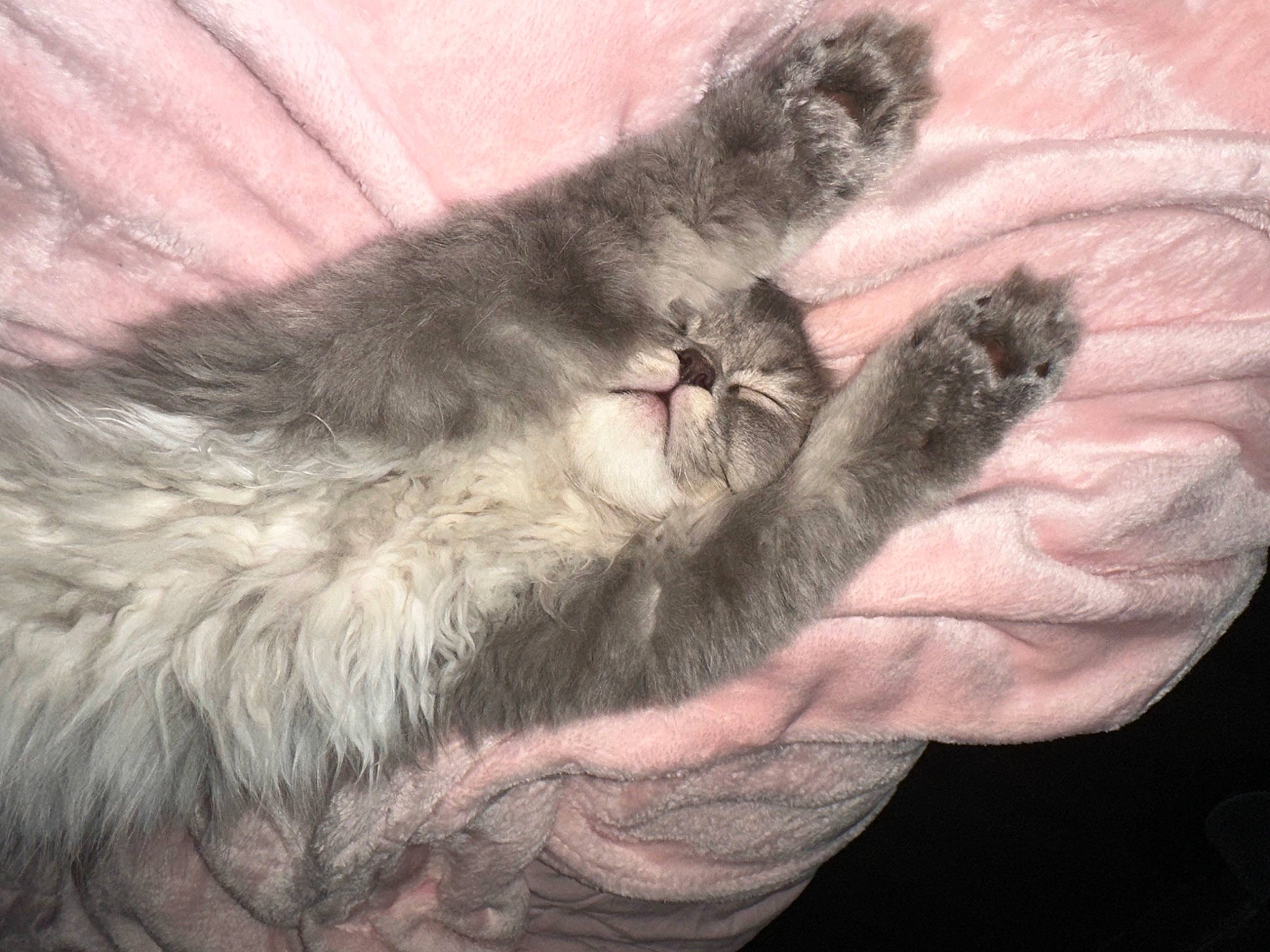 Tayc a rejoint le concours — aidez-le/la à gagner de superbes lots ! carnivore, cat, claw, comfort, dog_breed, domestic_short_haired_cat, felidae, finger, fur, fur_clothing, gesture, paw, small_to_medium_sized_cats, snout, tail, whiskers